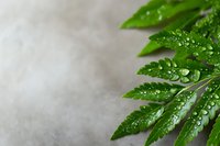 Fresh green fern leaves covered with water drops on gray concrete background. Natural minimalist composition with copy space for wellness design.