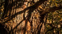 Textured tree bark with deep grooves and natural patterns in warm golden sunlight. Organic surface detail for nature backgrounds and outdoor designs.