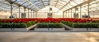 Commercial greenhouse interior with rows of vibrant red flowering plants on metal benches under glass roof structure for agricultural production.