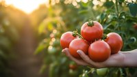 Fresh ripe red tomatoes in cupped hands at sunset in organic garden. Harvest concept for healthy eating, farm-to-table cooking, and sustainable agriculture.