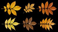 Six autumn compound leaves in yellow, orange, brown tones, isolated on transparent background. Ready for seasonal clipart, stickers, t-shirt design, print on demand, sublimation.
