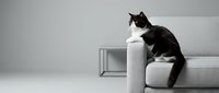 Black and white cat sitting on modern gray sofa armrest in minimalist living room interior with clean contemporary furniture and neutral decor.