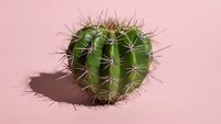 Round barrel cactus with sharp spines casting shadow on soft pink background, succulent plant for home decor and botanical design projects.