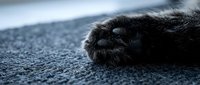 Close-up of a black cat's paw resting on gray textured surface, showing fur and claws in detail for pet care, veterinary, and animal-related design projects.