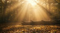 Serene forest scene with golden sunlight streaming through autumn trees and fallen leaves covering the ground, creating a peaceful woodland atmosphere.
