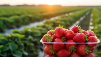 Fresh ripe strawberries in glass bowl at organic farm during golden hour sunset with green agricultural fields and irrigation rows in background.