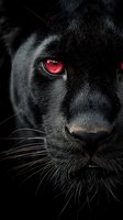 Black panther with glowing red eyes close-up portrait showing intense gaze and whiskers against dark background for fantasy and wildlife concepts.
