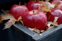 Fresh red apples with water drops in dark wooden box decorated with autumn maple leaves, rustic fall harvest composition on black background.