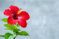 Vibrant red hibiscus flower in full bloom with yellow stamen and bright green leaves against soft blurred gray background, perfect for wellness and spa designs.
