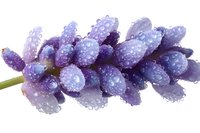Fresh purple lavender flower with morning dew drops on white background, macro photography showing delicate water droplets on petals. Isolated botanical element.