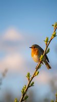 European robin perched on flowering branch against soft blue sky during golden hour spring morning light.