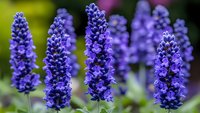 Vibrant purple lavender flowers in bloom, showcasing dense spikes against blurred green background. Perfect for aromatherapy, gardening, or natural wellness concepts.