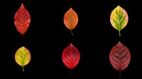 Autumn leaves in various stages of seasonal color change, isolated on transparent background. Ready for clipart, t-shirt design, stickers, print-on-demand products, and sublimation projects.