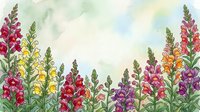 Watercolor snapdragon flowers in vibrant colors creating floral border on soft pastel background for spring garden designs and botanical artwork.