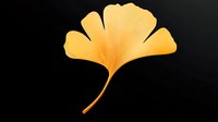 Golden ginkgo biloba leaf isolated on black background, detailed botanical illustration showing natural fan-shaped foliage with delicate veins and autumn colors.