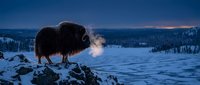 Majestic musk ox standing on snowy rocky outcrop breathing visible vapor in arctic winter landscape at twilight with snow-covered mountains and forest backdrop.