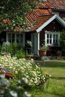 Charming cottage garden with blooming daisies along lawn path leading to cozy house with terracotta roof and white-trimmed windows, creating serene summer atmosphere.