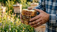 Beekeeper holding honeycomb frame with bees in garden, wearing checkered shirt. Beekeeping, honey production, and apiary work concept for agricultural and food industry use.