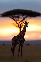 Majestic giraffe silhouetted against vibrant orange sunset sky with acacia tree in African savanna, creating dramatic wildlife scene at dusk.