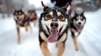 Energetic Siberian Husky dogs running in snow with happy expressions, tongues out. Close-up focus on lead dog with black and tan markings, blurred pack members behind.