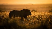 Majestic lion silhouette walking through golden savanna grassland during warm sunset light creating dramatic wildlife scene for nature photography and safari content.