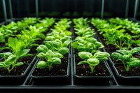 Young green seedlings growing in plastic germination trays with rich soil, illuminated by grow lights in greenhouse environment, showing healthy plant development.