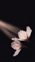 Delicate pink cherry blossoms floating on dark water surface with soft natural lighting creating peaceful zen atmosphere for meditation and wellness.