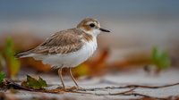Small shorebird with brown and white plumage standing on sandy beach among scattered leaves and driftwood during golden hour lighting.
