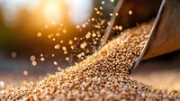 Fresh quinoa grains spilling from metal scoop with golden sunlight and bokeh effect, macro photography showing detailed texture of healthy organic superfood.