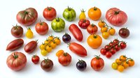 Assorted fresh tomatoes in various sizes, colors and varieties including red, yellow, orange and green heirloom and cherry types isolated on white background for culinary, recipe and food styling use.