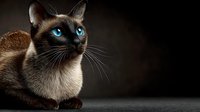 Siamese cat with striking blue eyes and dark points sitting elegantly against dramatic black background, showcasing breed characteristics and feline beauty.