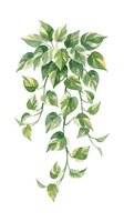 Trailing houseplant with variegated green and cream foliage isolated on white background, suitable for interior design, botanical illustrations, and home decor projects.