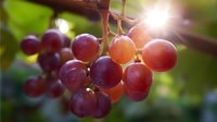 Fresh ripe red grape cluster hanging on vine with sunlight shining through leaves, macro close up view showing juicy berries in natural vineyard setting.