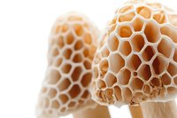 Macro view of dried morel mushroom caps showing distinctive honeycomb pattern and natural texture on white background, for culinary and nature concepts.
