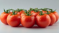 Fresh ripe red tomatoes on vine with water droplets isolated on white background for healthy cooking and organic food concepts.