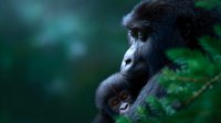 Mountain gorilla mother holding sleeping baby close in lush green forest habitat, tender maternal moment captured in soft natural lighting against blurred foliage background.