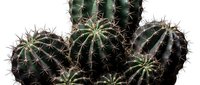 Cluster of dark green barrel cacti with sharp spines isolated on white background, suitable for botanical designs, gardening content, and desert plant illustrations.
