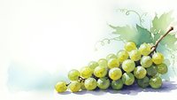 Watercolor green grapes cluster with leaves and vine tendrils on white background for wine labels and organic food packaging design.
