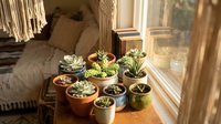 Potted succulent plants arranged on a windowsill in natural sunlight, featuring various species in terracotta and ceramic containers for home decor and indoor gardening.