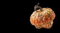 Rustic warty pumpkin with textured orange and green skin, isolated on transparent background, ready for fall clipart, stickers, t-shirt design, and print on demand.