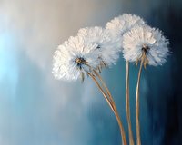 Delicate white dandelion seedheads against moody blue background, soft focus macro photography highlighting fluffy texture and natural botanical form. Artistic nature study.