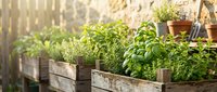 Raised garden beds with fresh herbs and vegetables growing in sunlight, featuring basil, mint, and other plants in wooden containers for home gardening and outdoor cultivation.