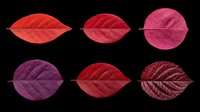 Six red and purple autumn leaves isolated on transparent background, ready for t-shirt design, stickers, clipart, print on demand, and sublimation projects.