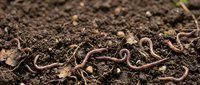 Earthworms crawling through rich, moist soil in garden or agricultural setting, ideal for farming, gardening, composting, and environmental education content.