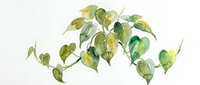 Watercolor painting of drooping green and yellow leaves on delicate stems, isolated on white background, suitable for botanical illustrations, nature designs, and educational materials.