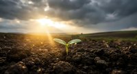 Young green seedling emerging from dark fertile soil under dramatic cloudy sky with golden sunlight rays breaking through storm clouds at sunrise or sunset.