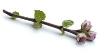Fresh spring twig with young green leaves and delicate pink flower buds on white background, botanical nature closeup for seasonal design projects.