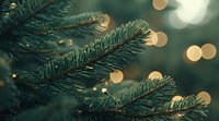 Evergreen pine branches with soft golden bokeh lights creating magical holiday atmosphere. Natural winter forest detail in warm evening glow.
