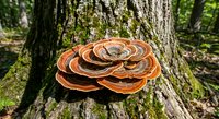 Orange bracket fungus growing on tree trunk in forest ecosystem. Natural woodland mushroom specimen for botanical and environmental studies.