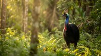 Southern cassowary bird standing in tropical rainforest with dappled sunlight filtering through lush green vegetation and ferns creating natural habitat scene.